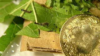 Bombyx mori  the mulberry silk worm  just hatched [upl. by Nirik]