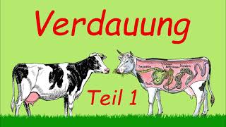 Grundlagen Verdauung  Teil 1  Podcast  Kuhles zum Kauen [upl. by Eidnil]