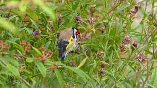 Goldfinch feeding on Common or Black Knapweed Seedheads [upl. by Jeminah346]