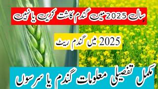 Wheat crop cultivation feasibility in comparison with mustard crop  گندم کی کاشت 2025 sarso 2025 [upl. by Ahsyak282]