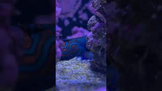 Mandarin are beautiful fish youtubeshorts aquarium fish [upl. by Emili50]