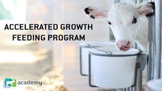 Calf Milk Replacer Feeding Program Selection Accelerated Growth [upl. by Aruasi442]