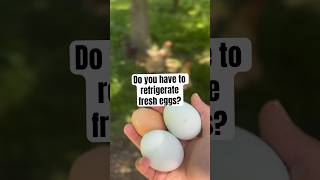 Depends on if you wash them or not 💦 eggs farmfresheggs homesteadliving layinghens fresheggs [upl. by Micheline]