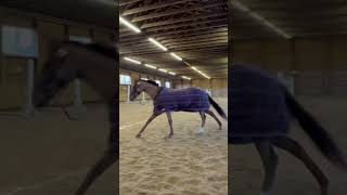 Pre lesson zoomies music fyp equestrain horses [upl. by Tezzil334]