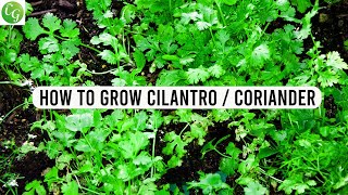 How to grow Cilantro or Coriander from seed at home [upl. by Ennire765]