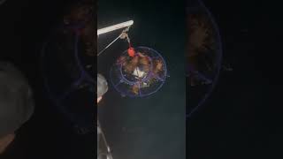 Another net another lobster 🎥 wetwillyfishing [upl. by Reggi]