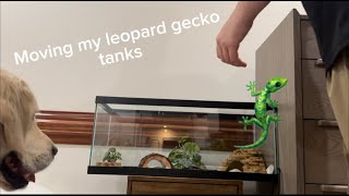 Moving my Leopard Gecko tanks [upl. by Flss85]