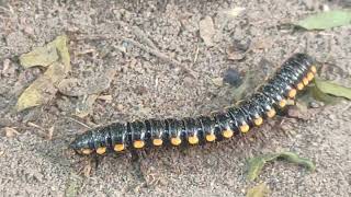 Millipede covered with Road dust 😱😨🐛millipedes millipede millipedetoy kenno worms keeda road [upl. by Osbourn]