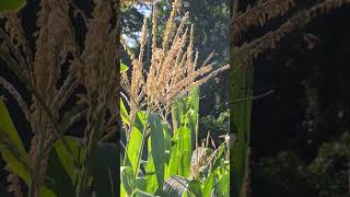 Corn pollination process [upl. by Ahmar121]