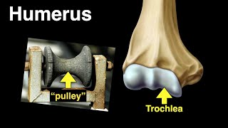 Humerus [upl. by Perren]