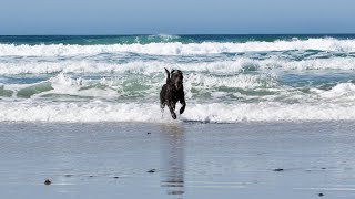 Meet the Inspiring Chesapeake Bay Retriever A Dog with an Unwavering Spirit [upl. by Ednyl316]