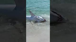 Mako shark pulled back into the water at a Florida beach [upl. by Bax]