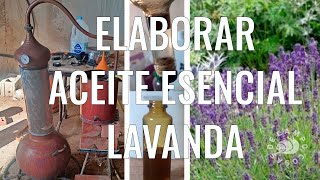 Destilar aceite esencial de Lavanda [upl. by Darken]