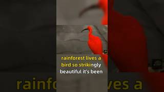 Scarlet Ibis  You Wont Believe Your Eyes  Beauty and Mystery of Scarlet Ibis [upl. by Benedix319]