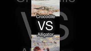 ALLIGATOR VS CROCODILE  FAMILY ADVENTURE IN THE PANAMANIAN RAINFOREST amp FLORIDA EVERGLADES travel [upl. by Airitak]