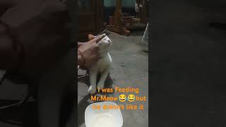 I was Feeding MrMeow😂😂but he doesnt like it [upl. by Nawrocki]