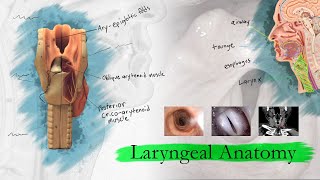 Introduction to Larynx Pharynx and Airway Anatomy [upl. by Dnalro]