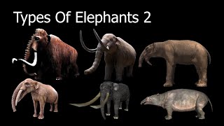 Types Of Elephants 2 [upl. by Aleacim]