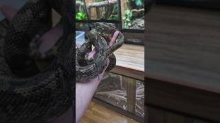 Sanzinia snake snakes snakevideo reptiles shorts snakevideo madagascar foryou wildlife [upl. by Aicarg]