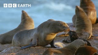 Hungry Hyenas Threaten Seals  Natural World Mothers and Babies  BBC Earth [upl. by Halivah]