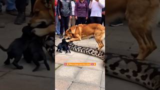 Brave doge🐕vs rock python⚕️ fight 💪🏻trending fight shorts youtubeshorts shortvideo [upl. by Ahsercul859]