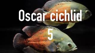 Top 10 most aggressive cichlids [upl. by Sedecrem]