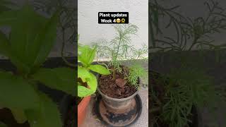 Growing plants from seeds🌻 ITDiariesKannada kannada plants farming grow seeds gardening [upl. by Wendy338]