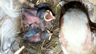 Sparrow nest  insight view  feeding [upl. by Deehan204]