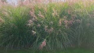 Haie de miscanthus sinensis gracillimus en automne [upl. by Odelet905]