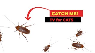 CAT GAMES  Cockroach Video For Cats  Cockroach Hunting 3 Hours [upl. by Acirfa]