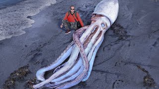 10 Biggest Sea Creatures Ever Found On The Beach [upl. by Einnij]