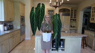 Ultimate Guide how to grow huge Anthuriums in your home including Warocqueanum  in low humidity [upl. by Lachman]