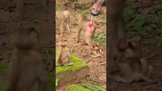 Is This the Happiest Monkey in the World shorts [upl. by Gerlac]