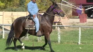 Cochiti Paso Peruano gelding Peruvian Paso [upl. by Leonid]