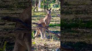 kangaroo in Valleybeautiful [upl. by Assiralk]