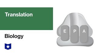 Translation  Biology [upl. by Katalin433]