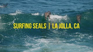 Seal Surfing La Jolla Cove Waves California  Filmed With Nikon Z9 [upl. by Sinaj]