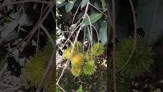 Rambutan tree aka pokok rambutan fruit plants seasonalfruit [upl. by Bibbie]