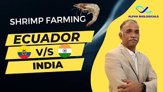 Ecuador VS India Shrimp Farming Practices Telugu [upl. by Prochora]