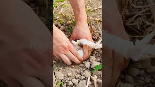 Single Garlic reels ytshorts garlic farming [upl. by Yarw]