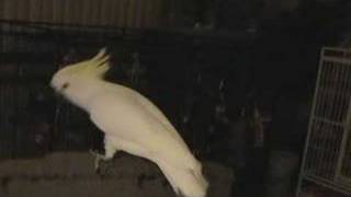 Snowball TM  Our Dancing Cockatoo [upl. by Anitnuahs]