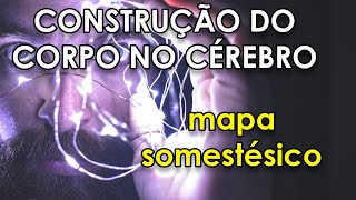 Somatotopia  Como o cérebro entende o corpo [upl. by Nnayhs789]