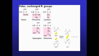 classificazione degli amminoacidi [upl. by Hourihan552]