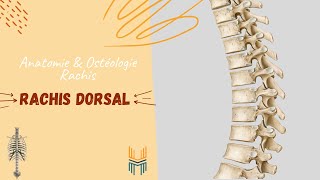 Anatomie amp ostéologie du Rachis Dorsal [upl. by Jamille711]