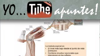 Fisiología del sistema nervioso Motor [upl. by Ticon]