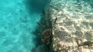 Snorkelling at Anse Lazio Praslin Seychelles [upl. by Fenny]