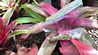 BROMELIAD Seed Collecting Part 1 in March [upl. by Hcirteid630]