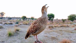 Dakhni teetar ki awaaz  Teetar voice  gray francolin teetar sound  Female teetar awaz [upl. by Smailliw]