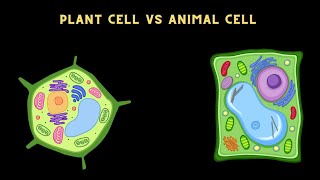 DIFFERENCE BETWEEN PLANT CELL AND ANIMAL CELL iscience [upl. by Aelhsa752]