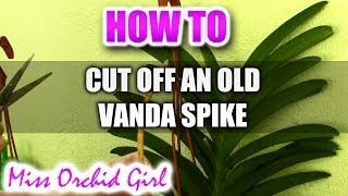 How to cut off an old flower spike on a Vanda Orchid [upl. by Annahavas]